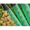 KORDA KUTTER BOILIES 16MM