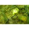 KORDA WIDE GAPE BARBLESS NR.10 10BUC/PL