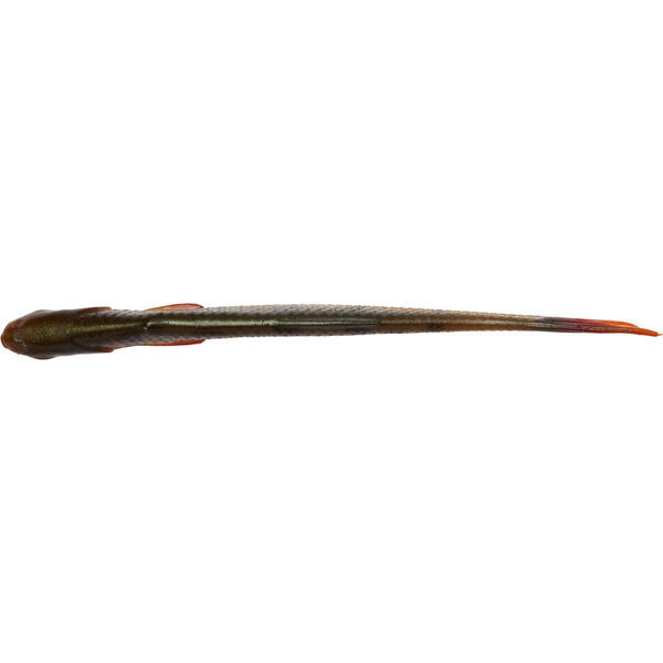 SAVAGE GEAR SHAD CRAFT DYING MINNOW 5,5CM/0,7G PERCH